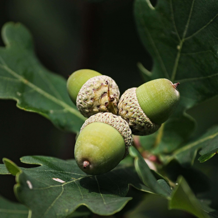 Quels types de morceaux de bois, de copeaux de fumage et de poudre de –  Barbecook