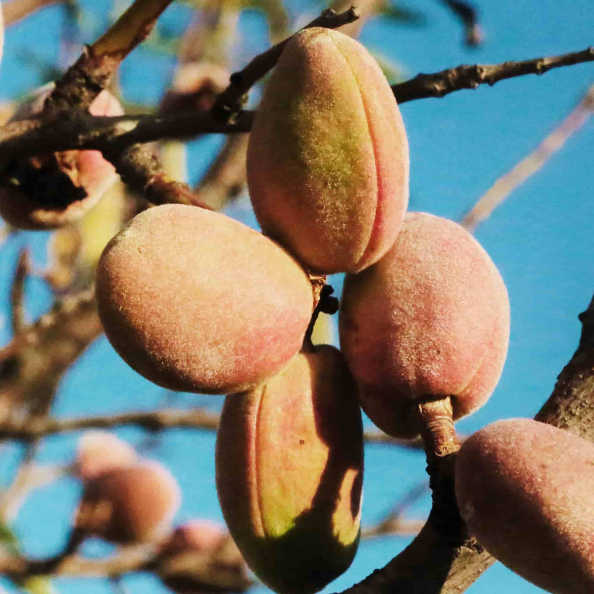 Fleurs d’amandier sur une branche, illustrant le bois d’amandier pour un fumage à chaud doux et légèrement sucré.