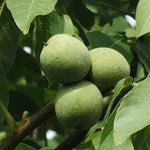 Noix et feuillage de noyer évoquant le bois de noyer, idéal pour un fumage à chaud intense et légèrement corsé.