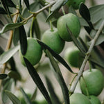 Branche d’olivier et feuilles vertes illustrant le bois d’olivier utilisé pour le fumage à chaud, au goût doux et méditerranéen.