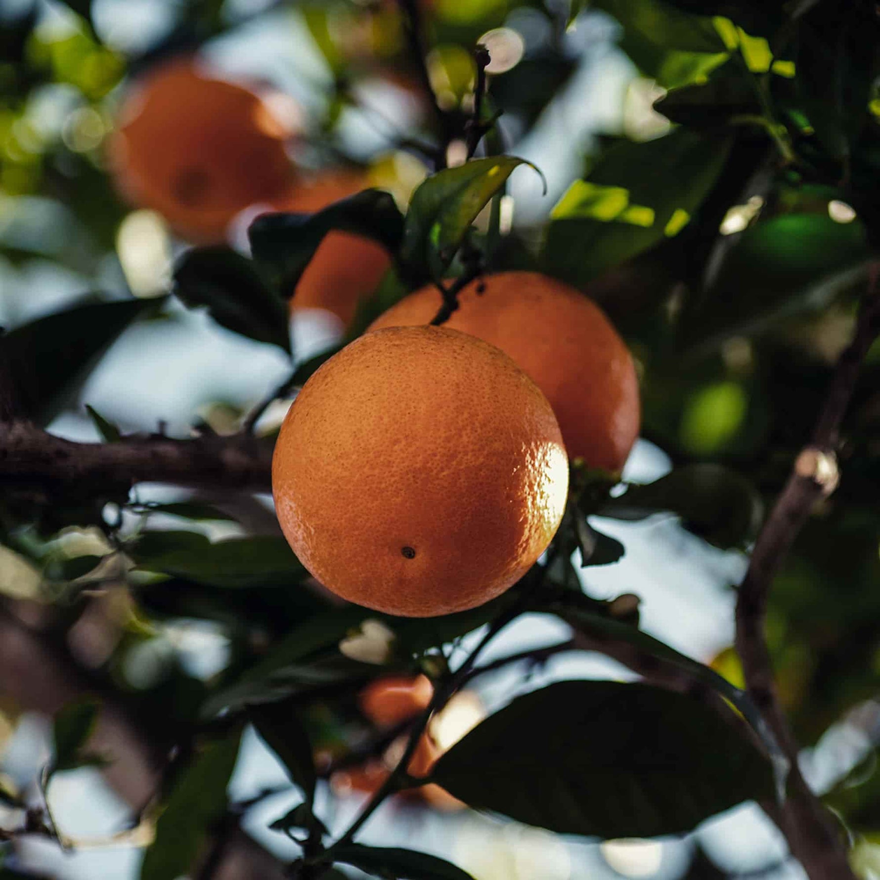 Oranges mûres accrochées à un oranger, illustrant le bois d’oranger utilisé pour le fumage à chaud des barbecue.